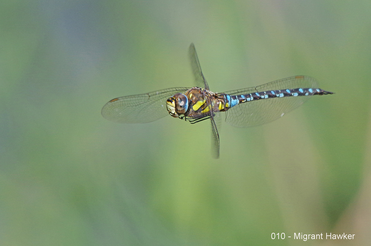 010 - Migrant Hawker